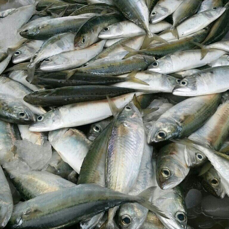 کشف و ضبط 200 قطعه ماهی از صیادان متخلف در پارس آباد