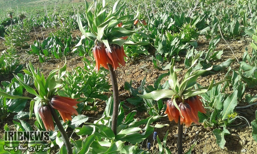 لاله های واژگون عقیق دشت های چهارمحال و بختیاری + فیلم