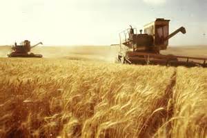 پیش بینی خرید 500 هزار تن گندم درآذربایجان غربی