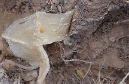 صدور مجوز برداشت کتیرا از مراتع صدور مجوز برداشت کتیرا از مراتع