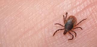 از تب کریمه کنگو نترسید؛ مراقب باشید از تب کریمه کنگو نترسید؛ مراقب باشید