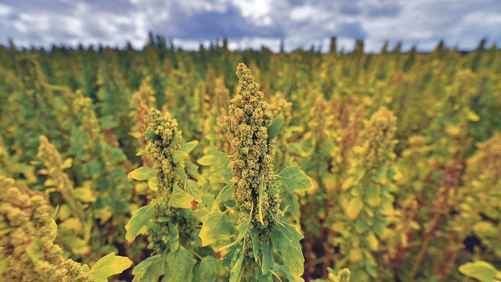 کشت گیاه کینوا برای اولین بار در استان قزوین کشت گیاه کینوا برای اولین بار در استان قزوین