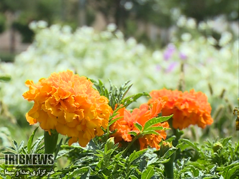 خنک شدن هوا در زنجان