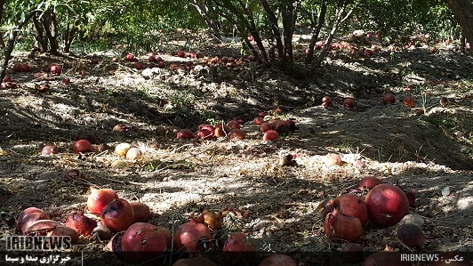 مبارزه به زراعی و مکانیکی با کرم گلوگاه در باغهای انار مبارزه به زراعی و مکانیکی با کرم گلوگاه در باغهای انار