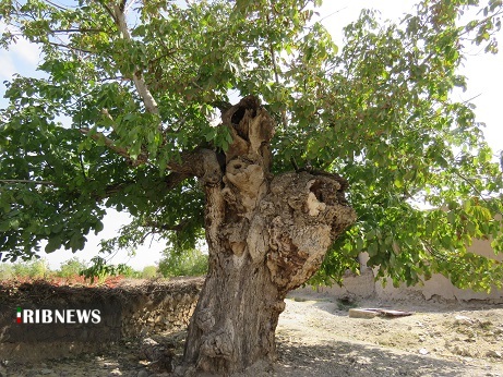 ثبت گردوی کهنسال در فهرست میراث طبیعی کشور 