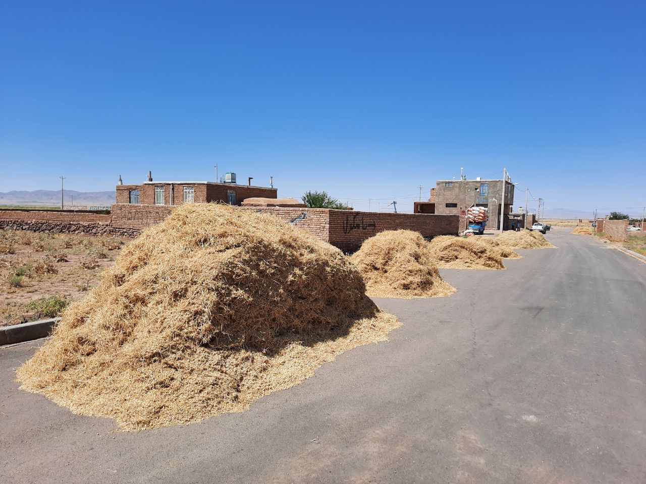 آغاز برداشت نخود دیم در شهرستان فیروزه