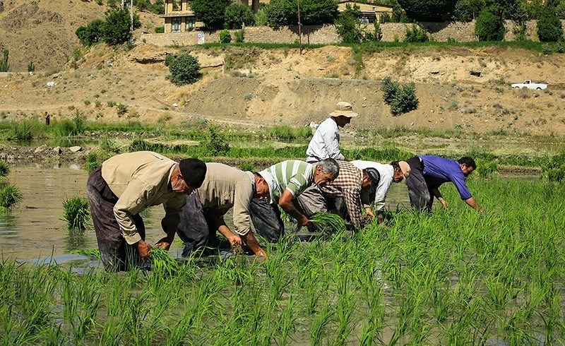 کشت برنج در بیش از ۱۰۰ هکتار از شالیزار‌های چاروسا