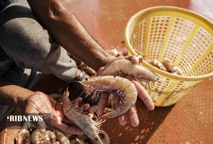 اقتصاد به روایت تصاویر در ۱۲ شهریور ۹۹