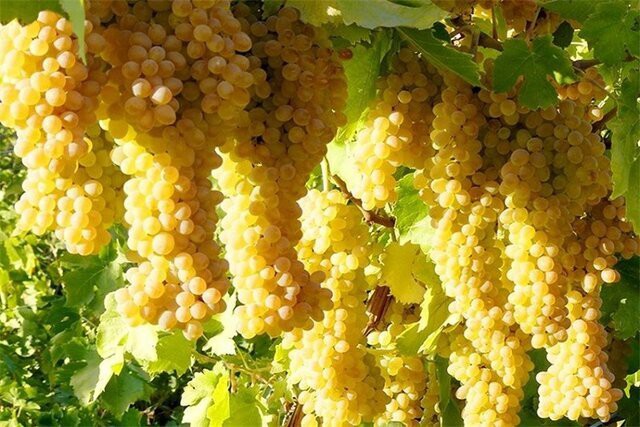 ۷۰ هزار نفر سر سفره انگور، میزبانی بیشتر با داربستی کردن ۷۰ هزار نفر سر سفره انگور، میزبانی بیشتر با داربستی کردن