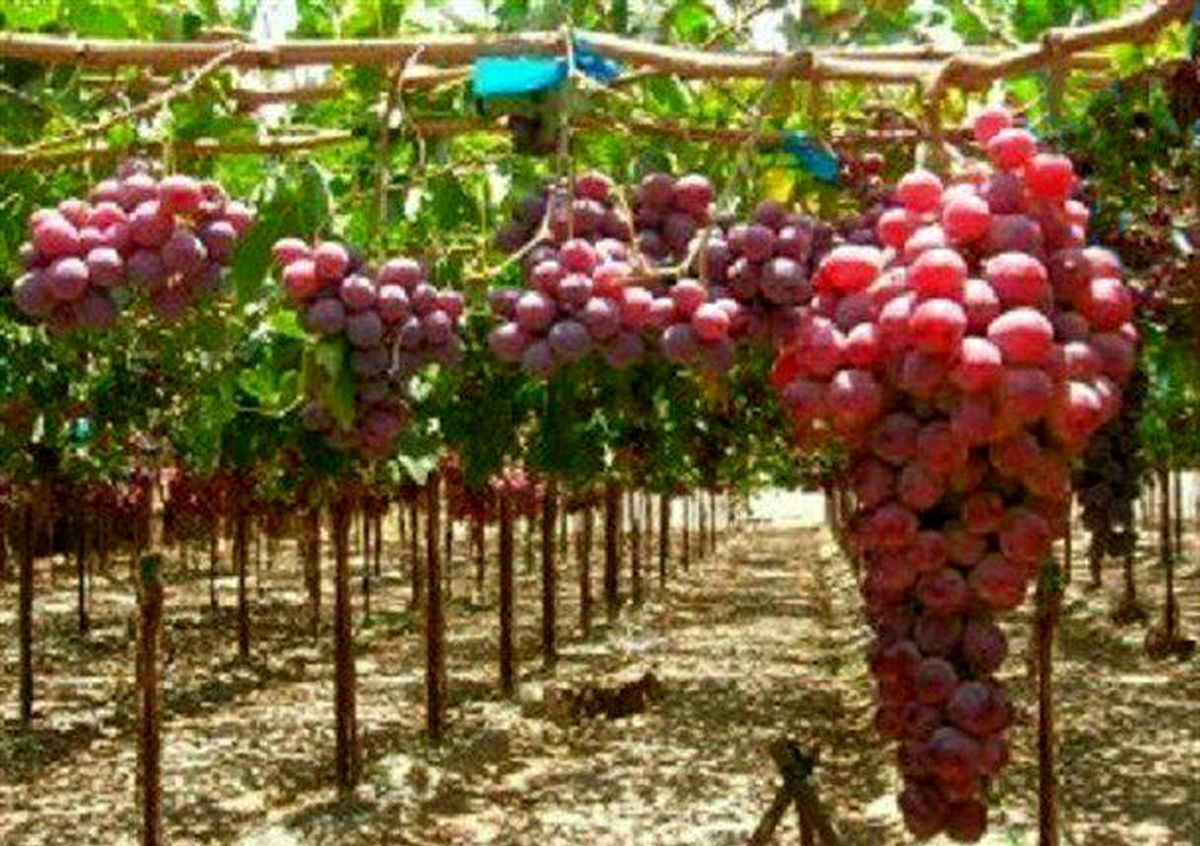 ۷۰ هزار نفر سر سفره انگور، میزبانی بیشتر با داربستی کردن ۷۰ هزار نفر سر سفره انگور، میزبانی بیشتر با داربستی کردن