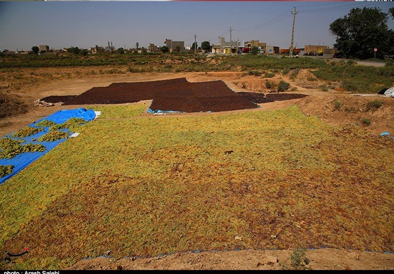 ۷۰ هزار نفر سر سفره انگور، میزبانی بیشتر با داربستی کردن ۷۰ هزار نفر سر سفره انگور، میزبانی بیشتر با داربستی کردن