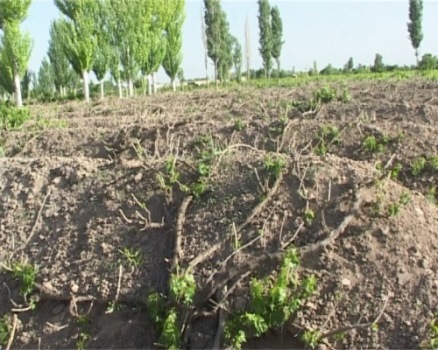 ۷۰ هزار نفر سر سفره انگور، میزبانی بیشتر با داربستی کردن ۷۰ هزار نفر سر سفره انگور، میزبانی بیشتر با داربستی کردن
