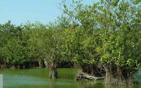 تالابها پویاترین اکوسیستم های جهان