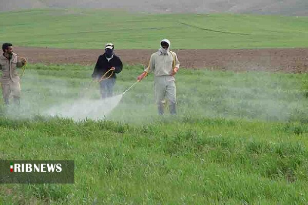 سمپاشی ۶۲۰۰ هکتار از مزارع غلات هشترود