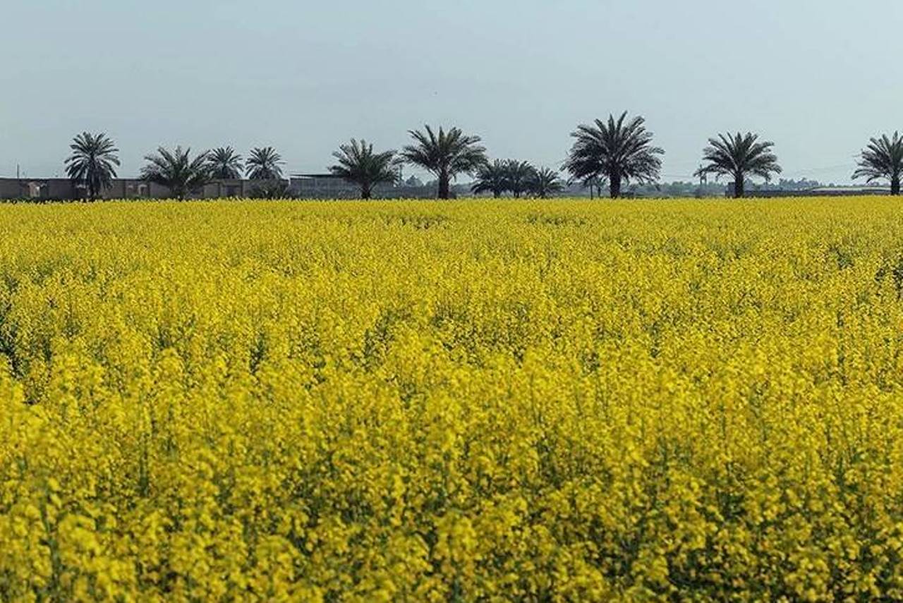 کاشت دانه روغنی کلزا در هرمزگان آغاز شد