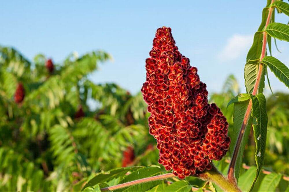 فواید اعجاب انگیز سماق فواید اعجاب انگیز سماق