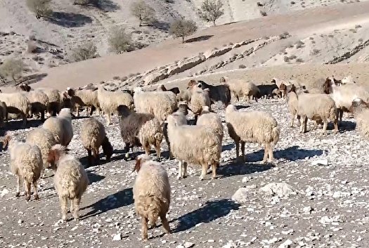 قاچاق؛ چالش دام عشایر پس از توقف صادرات