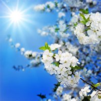 پذیرایی آفتاب از بهار