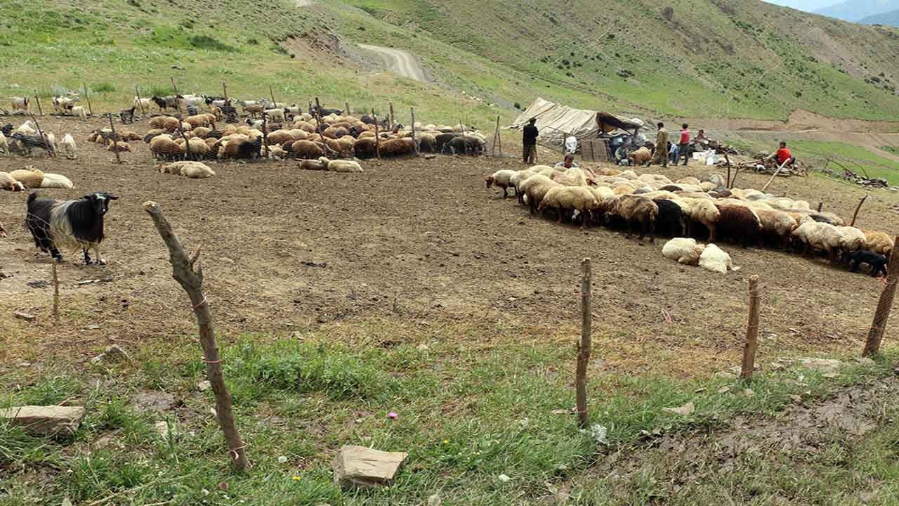 ممانعت اداره کل منابع طبیعی استان کرمان برای صدور پروانه چرای دام