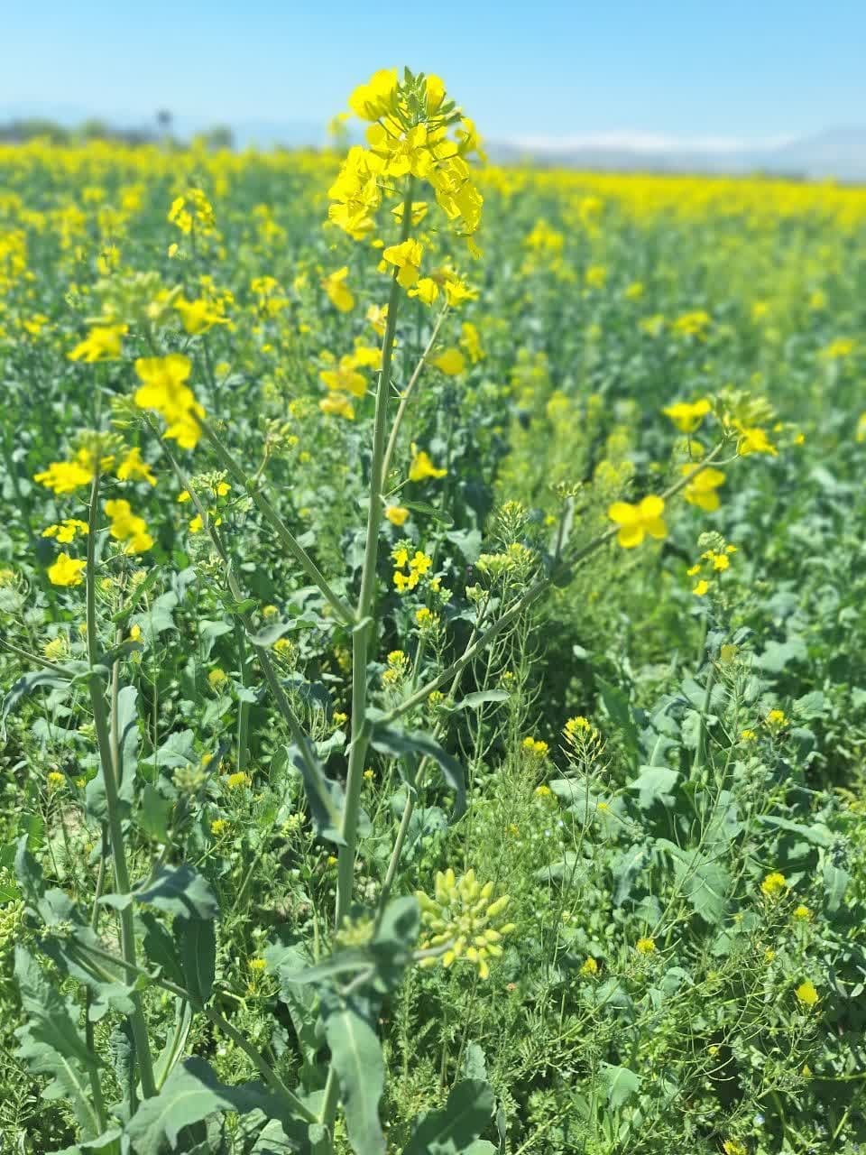 طلایی شدن مزارع کلزا در منطقه باراندوزچای ارومیه 