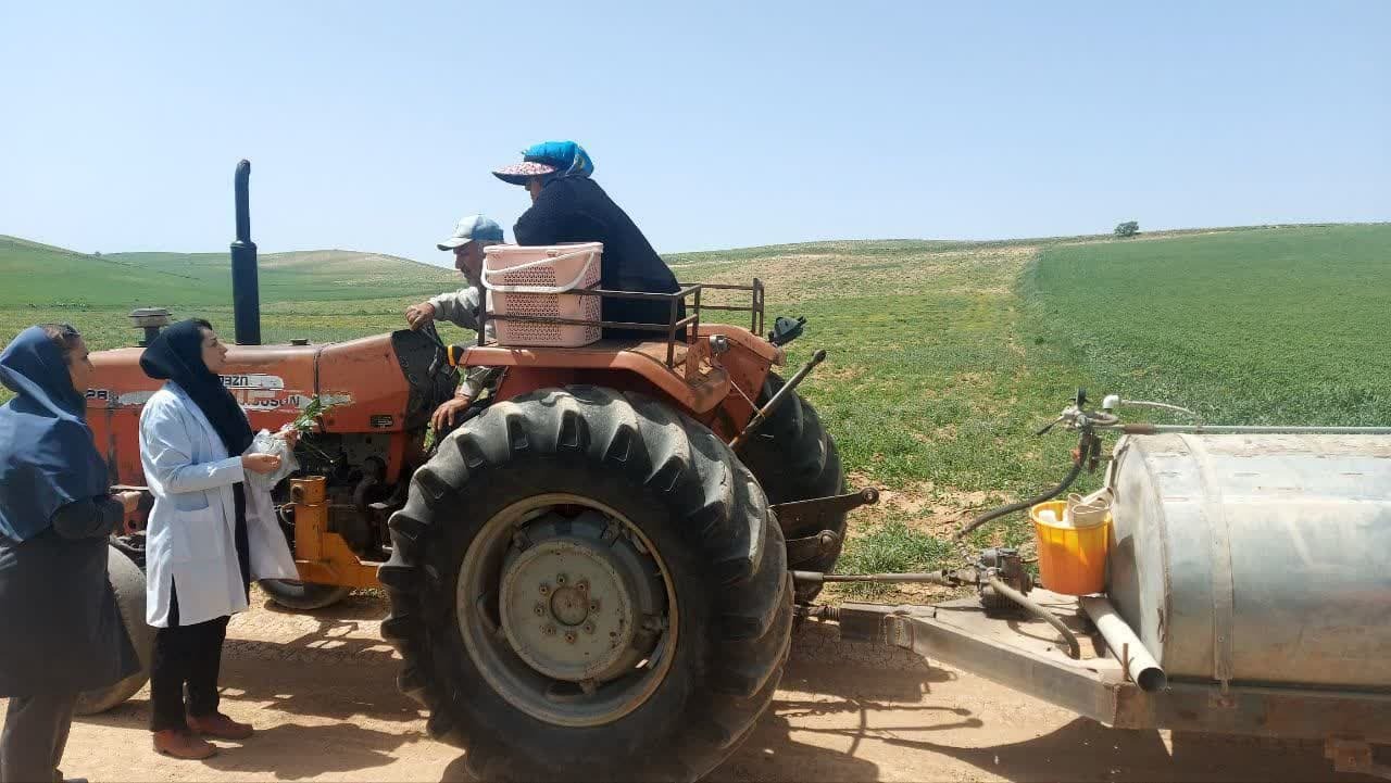 مبارزه با سن مادری در مزارع گندم منطقه بالانج ارومیه