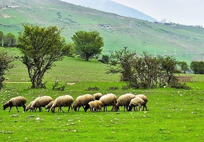 ۱۲۰ هزار نفر بهره‌بردار مراتع درآذربایجان‌غربی هستند