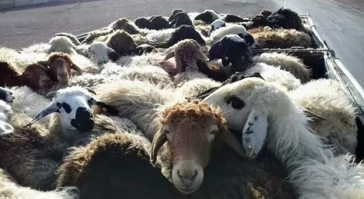 دستگیری سارق مسلح احشام در عملیات پلیس کرمان