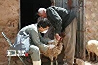 اجرای دومین مرحله طرح واکسیناسیون دام در لرستان