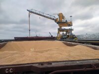 هیچ خللی در واردات نهاده‌های دامی وجود ندارد