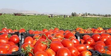 گوجه فرنگی فیروزآباد در راه بازارهای جهانی