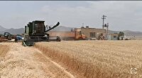 برداشت خوشه‌های طلایی گندم از مزارع شهر بهمن