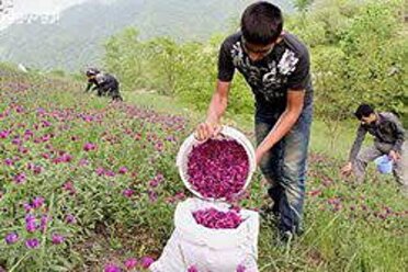 گیاهان دارویی؛ توسعه پایدار در دستان طبیعت