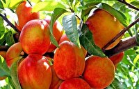 افزایش ۱۰ درصدی تولید هلو در شهرستان البرز