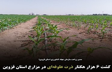 کشت ۶ هزار هکتار ذرت علوفه‌ای در مزارع استان قزوین