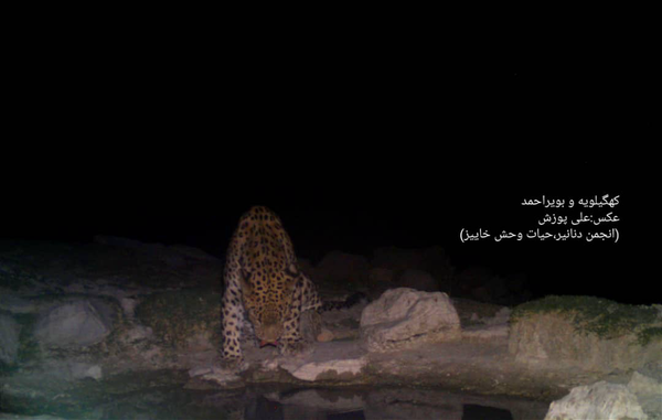 چوپان کهنه‌کار، لحظه آب خوردن پلنگ را شکار کرد