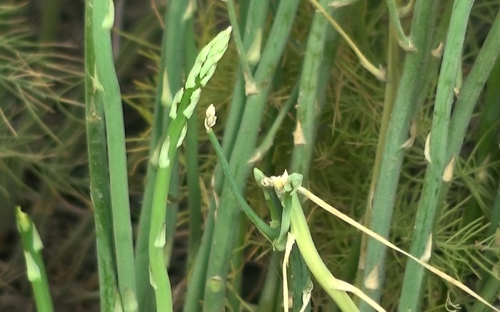 آغاز برداشت مارچوبه در رودان آغاز برداشت مارچوبه در رودان