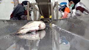 تولید ۳۶ هزار تن ماهی قزل آلا