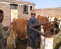 تداوم مایه کوبی دام‌ها علیه تب برفکی در مهاباد