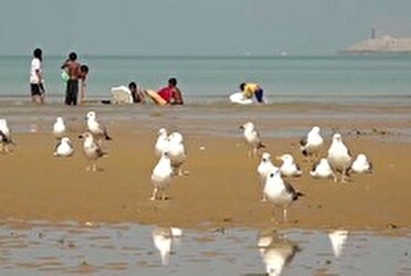 سواحل سیستان و بلوچستان میزبان پرندگان مهاجر