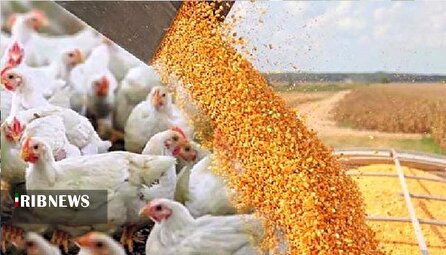 اختلال در واردات و تامین نهاده‌های دامی