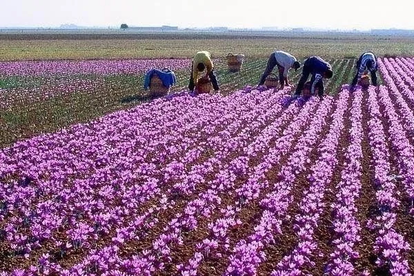 رشد ۲۲ برابری کشت زعفران در همدان رشد ۲۲ برابری کشت زعفران در همدان