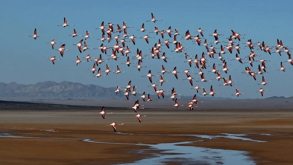 آغاز مهاجرت پرندگان به اصفهان