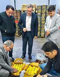 بازدید معاون فنی و بازرگانی سازمان مرکزی تعاون روستائی از سردخانههای نقده و اشنویه