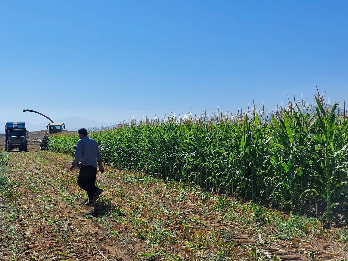 برداشت ذرت علوفه‌ای در شهرستان آباده