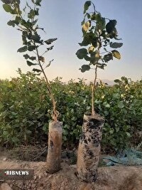 توزیع ۴۰ هزار اصله نهال پسته در خراسان شمالی 