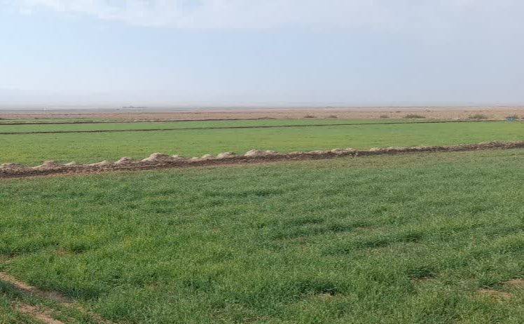 کشت ۳۲۰۰ هکتاری پاییزه در خوشاب کشت ۳۲۰۰ هکتاری پاییزه در خوشاب