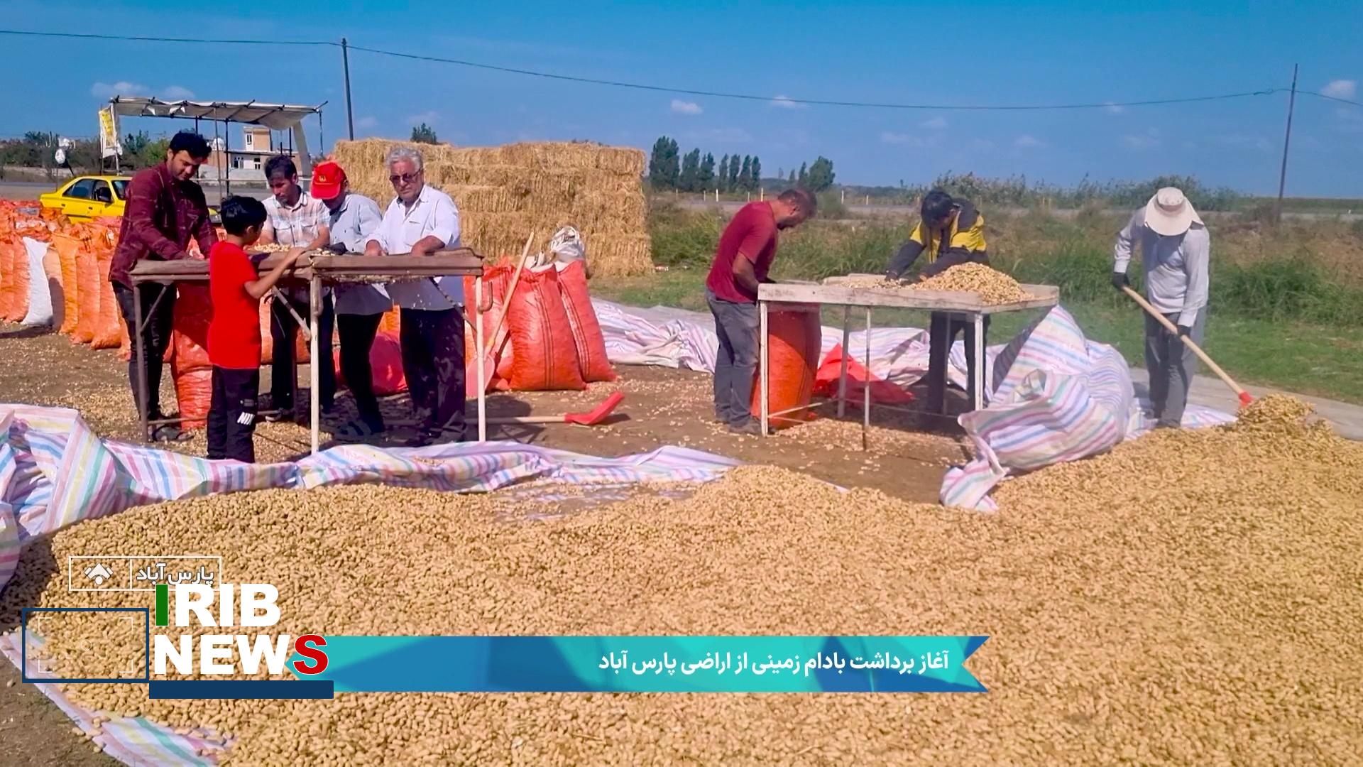 برداشت بیش از ۲۷ هزار تن بادام‌زمینی از مزارع اردبیل