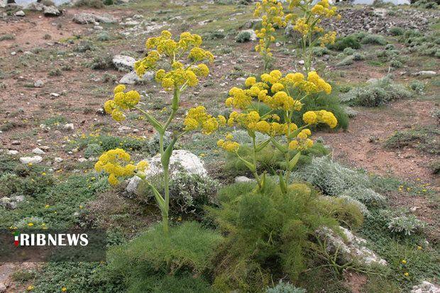 احیای ۱۸۰ هکتار از مراتع بجنورد برای توسعه گیاه دارویی باریجه احیای ۱۸۰ هکتار از مراتع بجنورد برای توسعه گیاه دارویی باریجه