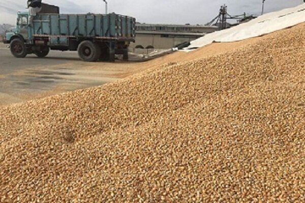 توزیع ۵۷ هزار تن نهاده دامی درآذربایجان‌غربی