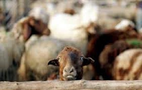 اخراج ۴۲ هزار راس دام غیرمجاز  از مراتع استان